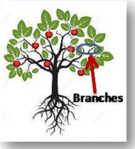 Branches